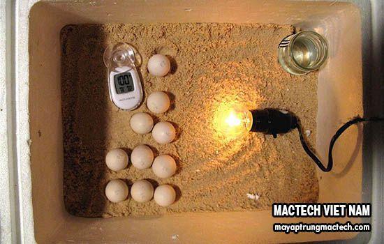 đèn ấp trứng