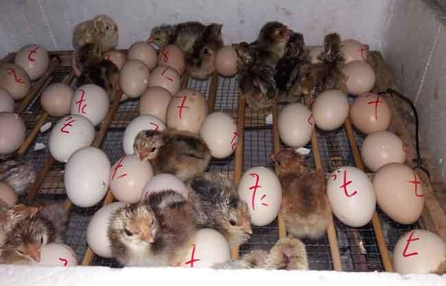 Khách hàng đánh giá Máy ấp trứng gà Ánh Dương - Ảnh 14