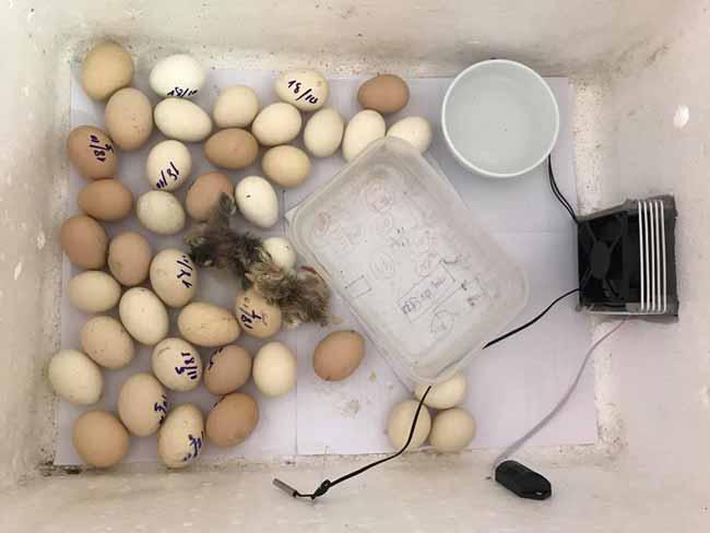 Khách hàng đánh giá Máy ấp trứng gà Ánh Dương - Ảnh 15
