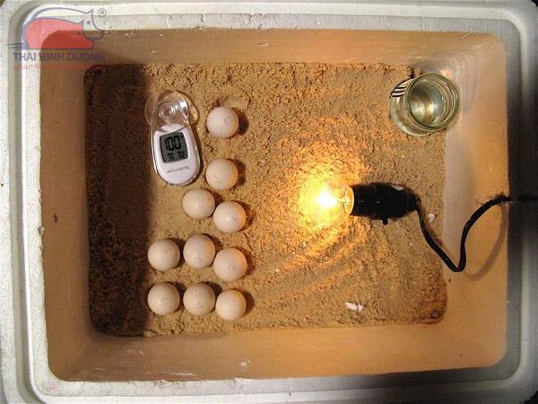 Cách Làm Máy ấp Trứng Bằng Thùng Xốp
