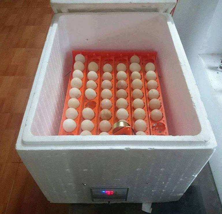 máy ấp trứng giá rẻ 300k